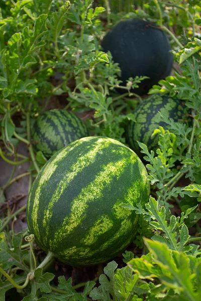 Growing watermelons. Water melon field. Farming concept.