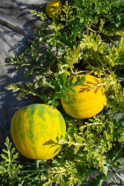 Watermelon field.  Big water melon on a field. Growing watermelon in summer garden. Top view.