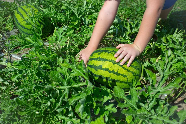 Watermelon field.  Big water melon on a field. Growing watermelon in summer garden.