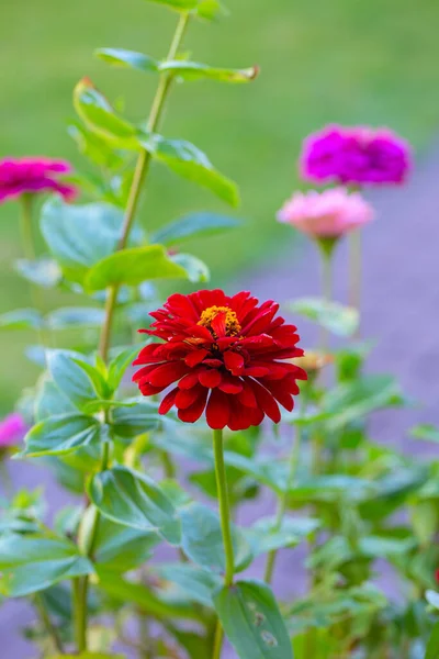 Zinnias growing in garden. Summer garden.