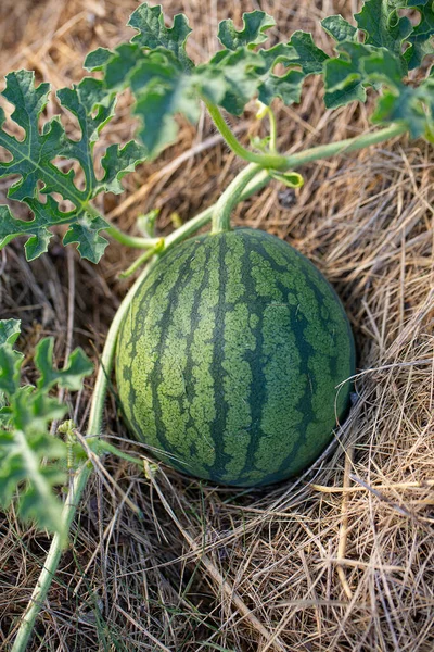 Watermelon field.  Big water melon on a field. Growing watermelon in summer garden.