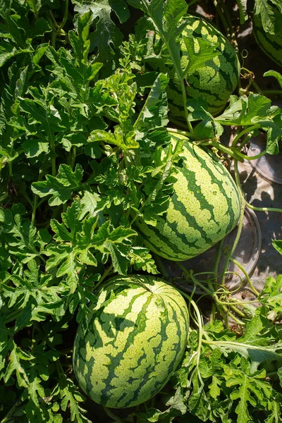 Watermelon field.  Big water melon on a field. Growing watermelon in summer garden. Top view.