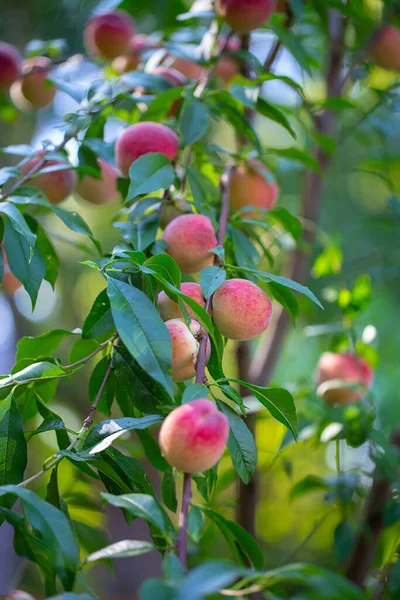 Natural fruit. Peaches on peach tree branches. Hairy ripe fruits in garden.