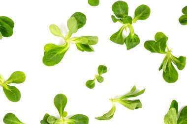 Valerianella marulu arka planda izole edilmiş.