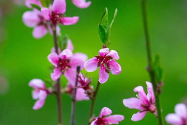 İlkbaharda çiçek açan şeftali ağacı