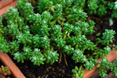 beautiful succulent growing in a pot