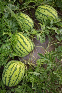 Growing watermelons. Water melon field. Farming concept.