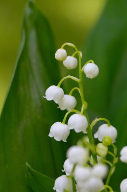 Lily vadi güzel çiçekler