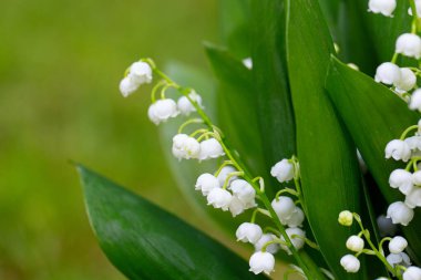 Lily vadi güzel çiçekler