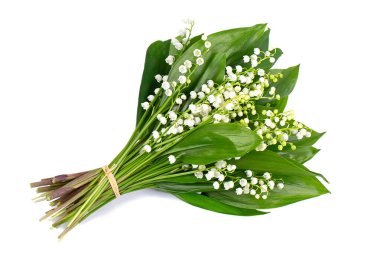 beautiful flowers of lily of the valley isolated on white background