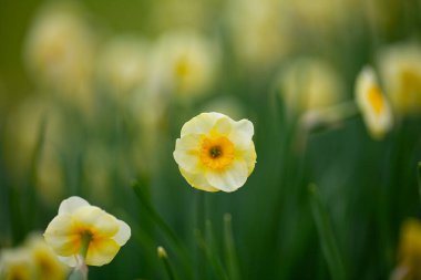 Baharda büyüyen renkli natissus çiçekleri.