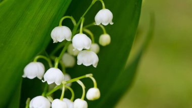 Lily vadi güzel çiçekler