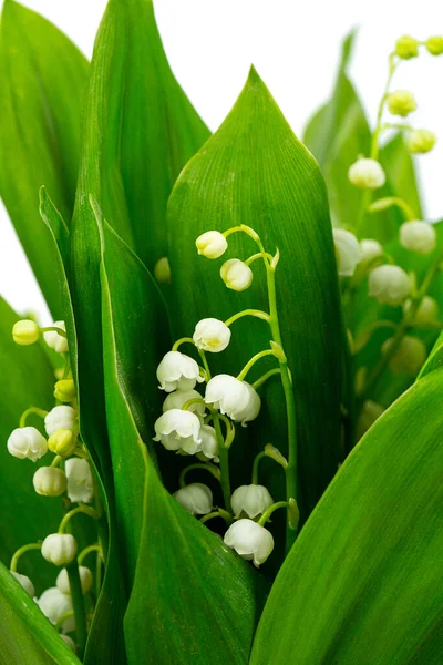 beautiful flowers of lily of the valley isolated on white background