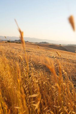 beautiful evening on meadows in Tuscany