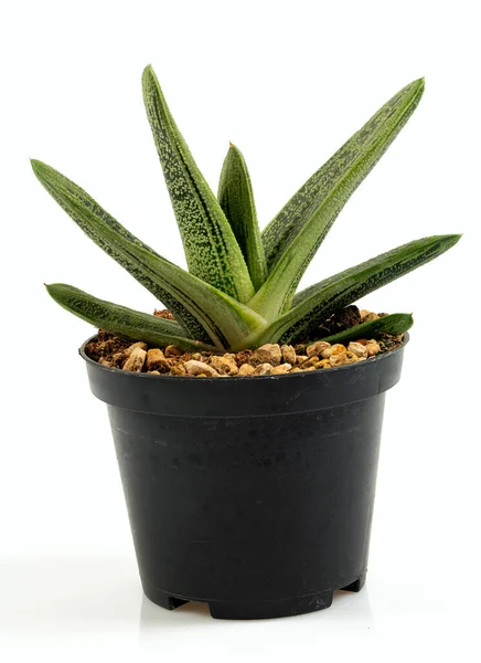 Gasteria Little Warty Isolated White Background — Stockfoto