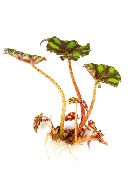 Begonia Chloristicta Голыми Корнями Почвы Перед Репоттингом Изолированы Белом Фоне — стоковое фото