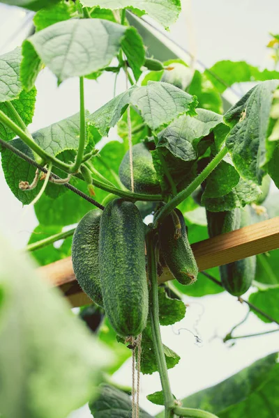 Cucumbers Growing Glass House — Stock Photo, Image