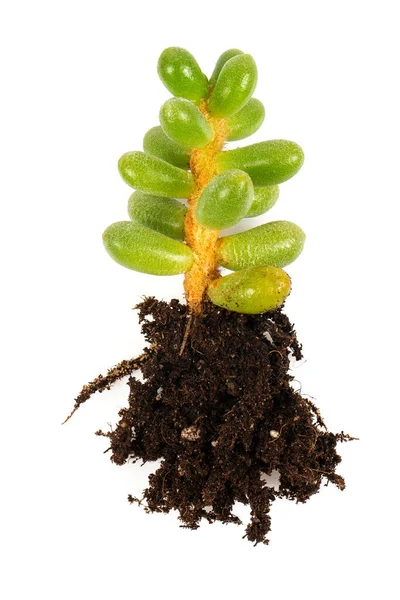 Sedum Plant Geïsoleerd Witte Achtergrond Planten Kweken Met Aarde Bovenaanzicht — Stockfoto