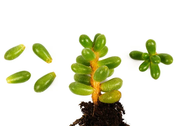 Sedum Plant Geïsoleerd Witte Achtergrond Planten Kweken Met Aarde Bovenaanzicht — Stockfoto