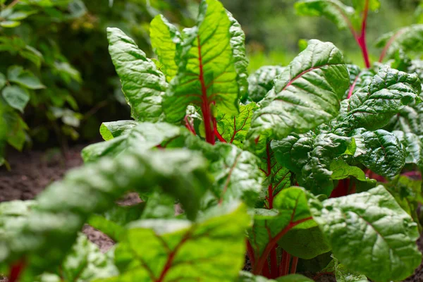 Leaf of beet growing in garden. Beet grows. Top view.