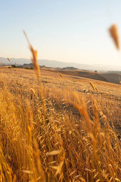 Beautiful Evening Meadows Tuscany — Zdjęcie stockowe