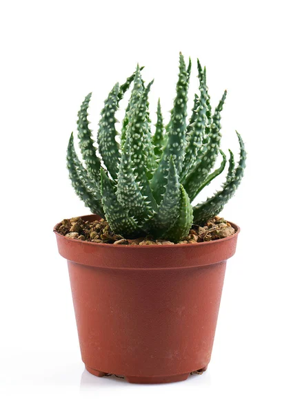 Aloe Vera Pot Isolated White Background — Stock Photo, Image