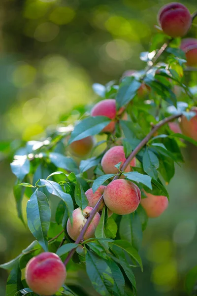 Natural Fruit Peaches Peach Tree Branches Hairy Ripe Fruits Garden —  Fotos de Stock