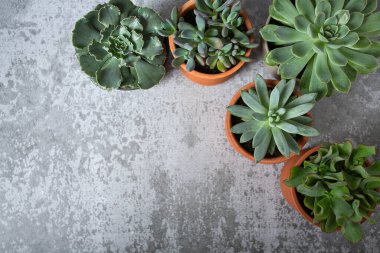 Gri yüzeyde çeşitli sulu bitkiler var. Metnin için boş yer. Üst görünüm.