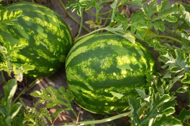 Growing watermelons. Water melon field. Farming concept.