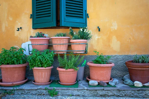 Pots Beautiful Herbs Standing Next Old Wall — Stock Photo, Image