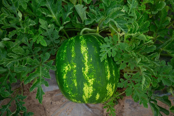 Growing watermelons. Water melon field. Farming concept. Top view.