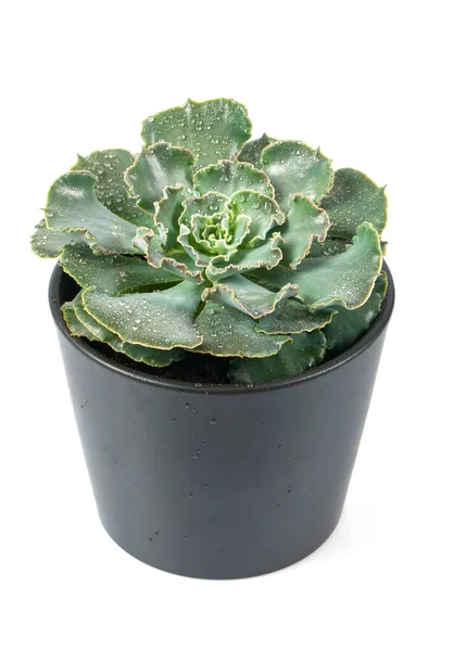 Cerraduras Rizadas Echeveria Aisladas Sobre Fondo Blanco Planta Húmeda Cerca — Foto de Stock