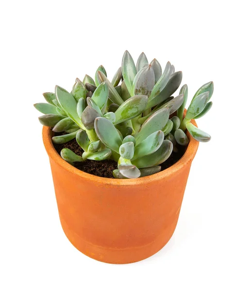 Echeveria Haagai Tolimanensis Vaso Isolado Sobre Fundo Branco Plantas Suculentas — Fotografia de Stock