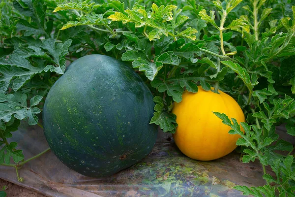 Growing watermelons. Water melon field. Farming concept.