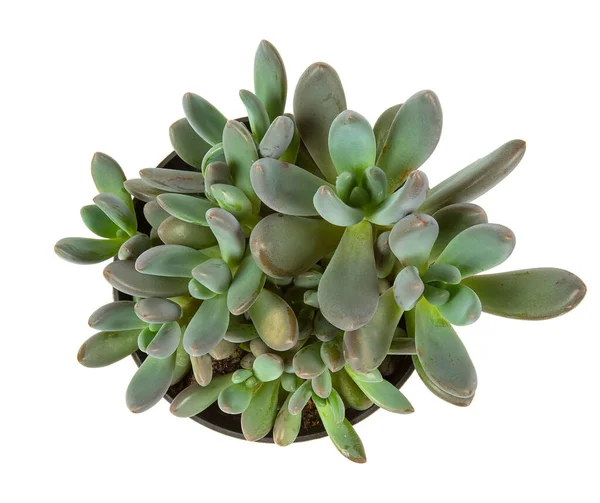 Echeveria Haagai Tolimanensis Een Pot Geïsoleerd Witte Achtergrond Sappige Planten — Stockfoto