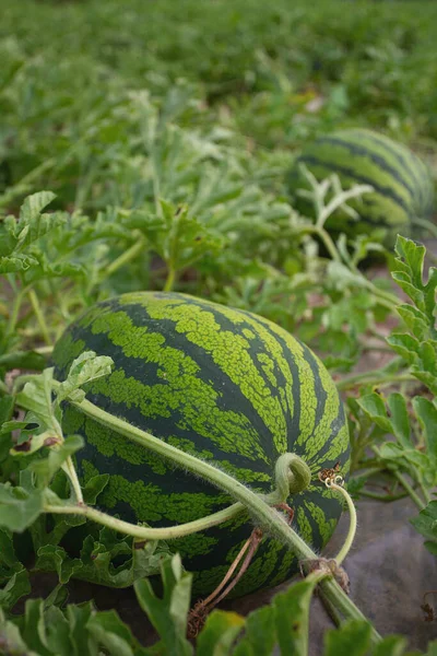 Growing watermelons. Water melon field. Farming concept.