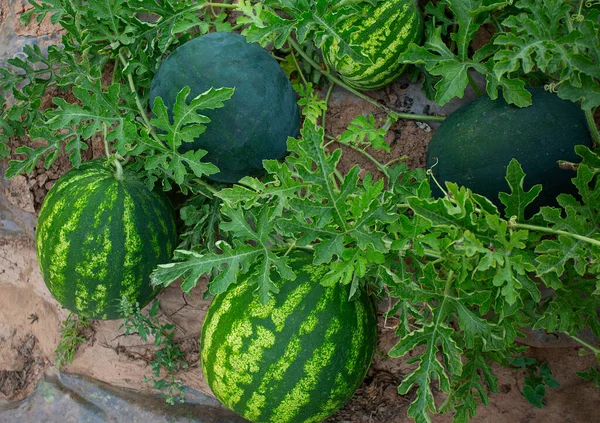 Growing watermelons. Water melon field. Farming concept. Top view.