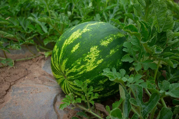 Growing watermelons. Water melon field. Farming concept.