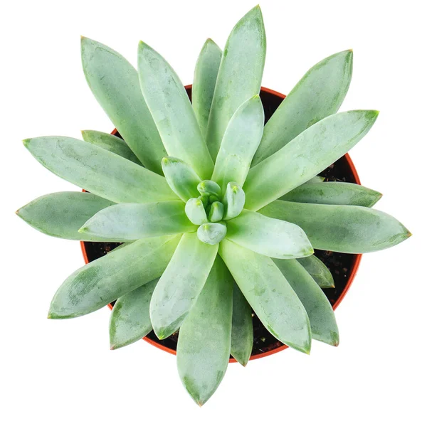 Pachyphytum Compactum Sappig Een Kunststof Pot Geïsoleerd Witte Achtergrond — Stockfoto