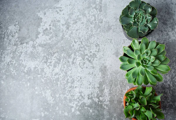 Variedade Plantas Suculentas Superfície Cinzenta Espaço Vazio Para Seu Texto — Fotografia de Stock