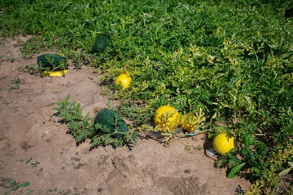 Watermelon field.  Big water melon on a field. Growing watermelon in summer garden.