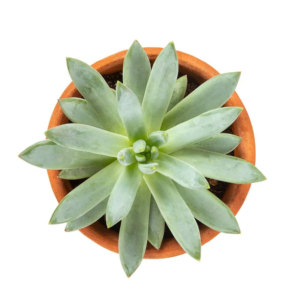 Pachyphytum Compactum Sappig Een Klei Pot Geïsoleerd Witte Achtergrond Bovenaanzicht — Stockfoto