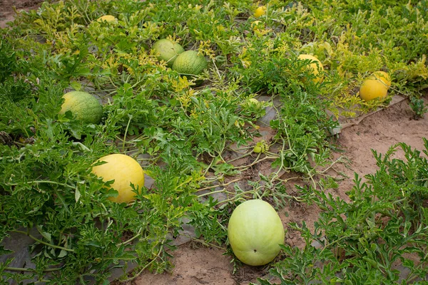 Growing watermelons. Water melon field. Farming concept.