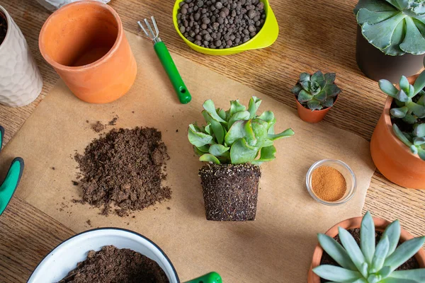 Herbeplanting Vlak Bovenaanzicht Ontwerp Bloempotten Bodemstapel Plantenspruit Handschoenen Kaneel Hark — Stockfoto