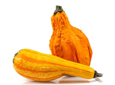 Beyaz arka planda izole edilmiş dekoratif balkabakları. Yenilebilir ve dekoratif kabak ve kabak çeşitleri.