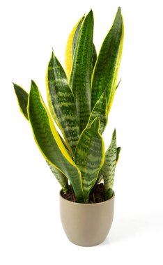 Sansevieria trifasciata beyaz arka planda izole edilmiş. Yılan bitkisi beyaz arkaplanda izole edildi.