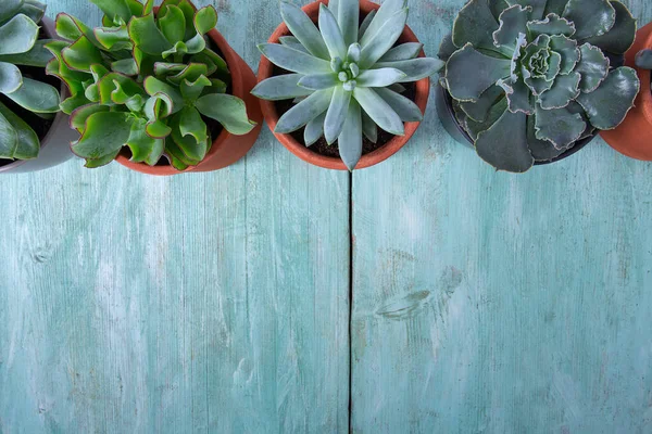 Vielfalt Saftigen Pflanzen Auf Türkisfarbener Holzoberfläche Leerer Raum Für Ihren — Stockfoto