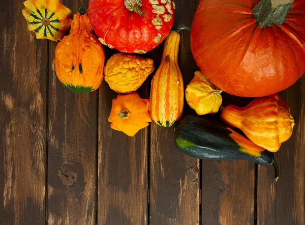 Decorative pumpkins on wooden background. Variety of edible and decorative gourds and pumpkins. Top view.