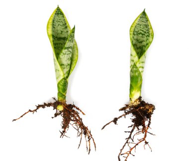 Sansevieria trifasciata beyaz arka planda izole edilmiş. Yılan bitkisi beyaz arka planda izole edilmiş. Üst görünüm.