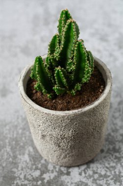 Güzel kaktüs (Cereus peruvianus, Peri Kalesi Kaktüsü Acanthocereus Tetragonus) gri taştan bir arka planda saksıda bulunur..